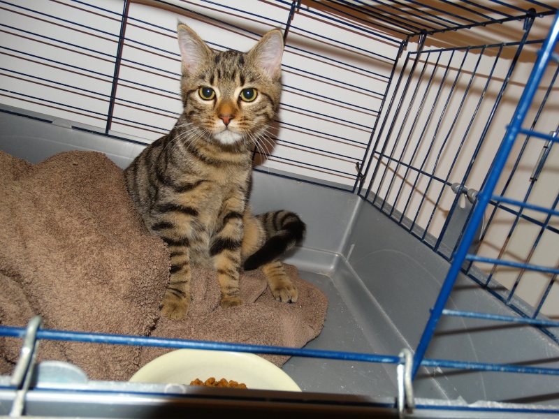 Limbo, chaton tigré né en juin - En famille d'accueil Limbo_12