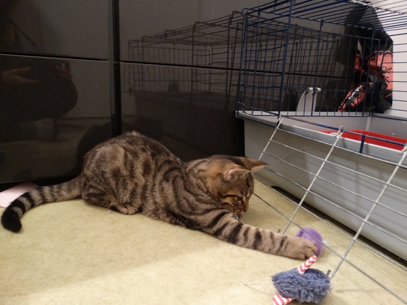 Limbo, chaton tigré né en juin - En famille d'accueil Limbo_13