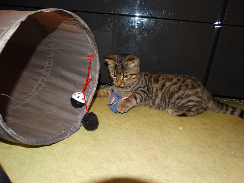 Limbo, chaton tigré né en juin - En famille d'accueil Limbo_14