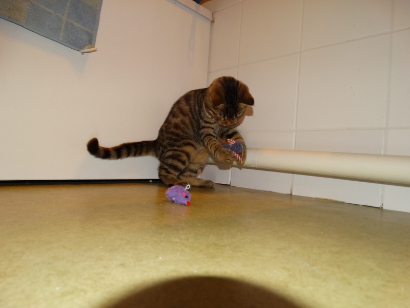 Limbo, chaton tigré né en juin - En famille d'accueil Limbo_15