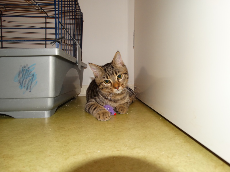 Limbo, chaton tigré né en juin - En famille d'accueil Limbo_16