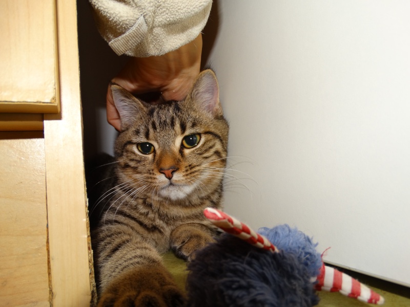 Limbo, chaton tigré né en juin - En famille d'accueil Limbo_18