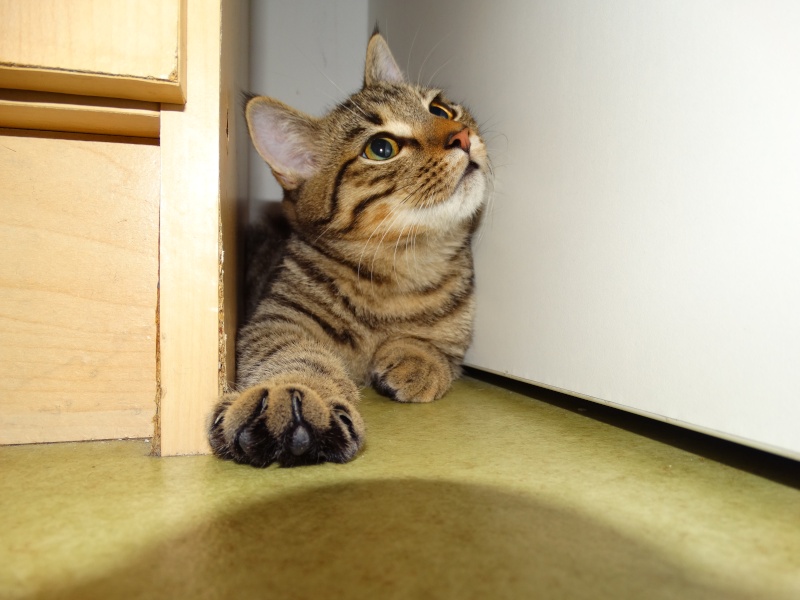 Limbo, chaton tigré né en juin - En famille d'accueil Limbo_19