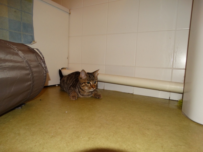 Limbo, chaton tigré né en juin - En famille d'accueil Limbo_20