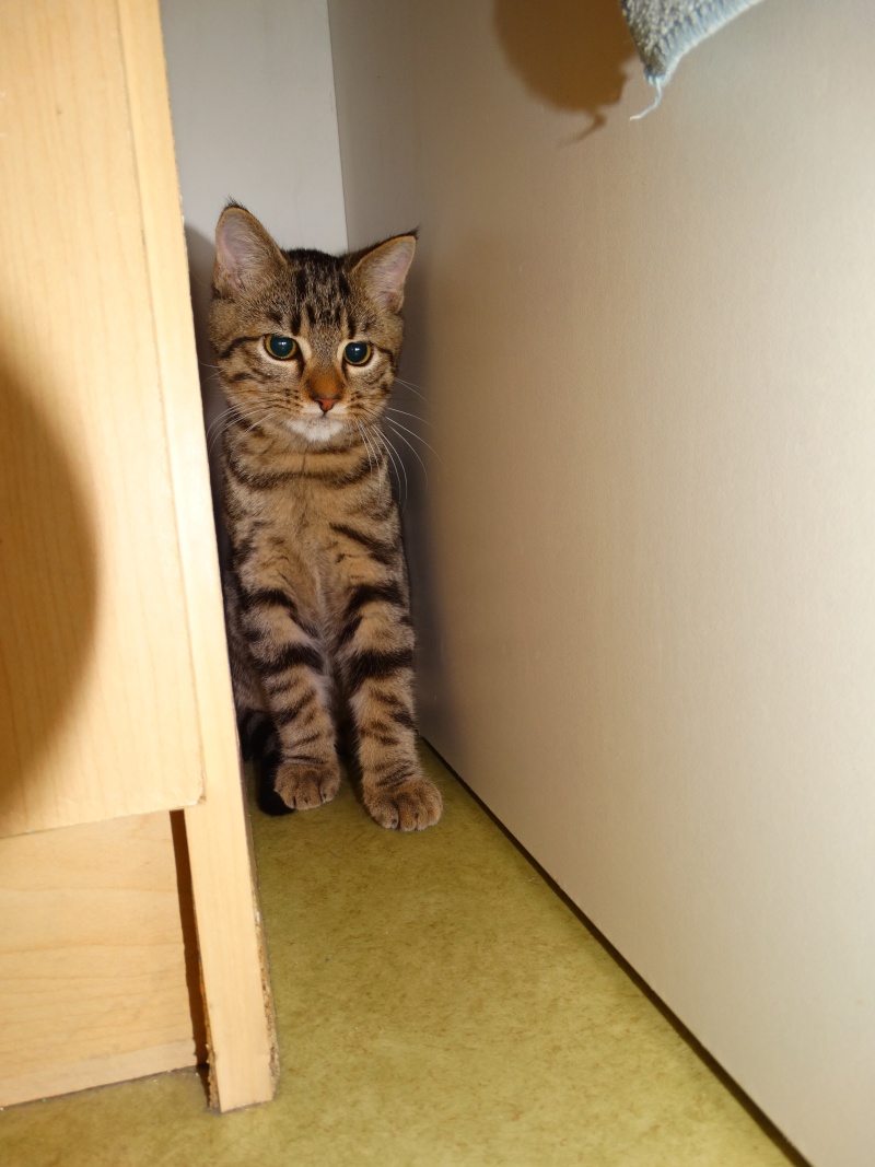 Limbo, chaton tigré né en juin - En famille d'accueil Limbo_21