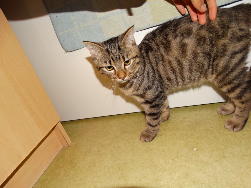 Limbo, chaton tigré né en juin - En famille d'accueil Limbo_23