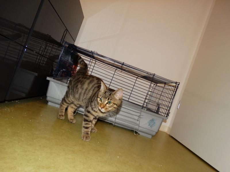 Limbo, chaton tigré né en juin - En famille d'accueil Limbo_24