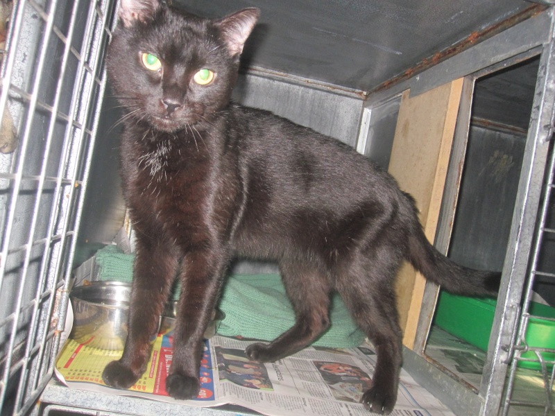 Tchoumpu, adorable chat noir né en 2012 - SLPA Amance Tchoum10