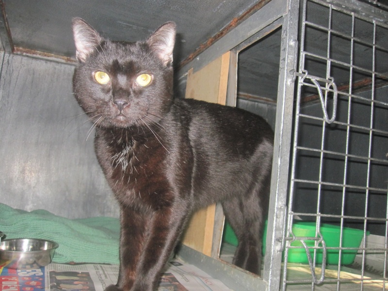 Tchoumpu, adorable chat noir né en 2012 - SLPA Amance Tchoum11