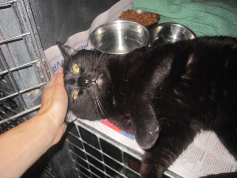 Tchoumpu, adorable chat noir né en 2012 - SLPA Amance Tchoum12