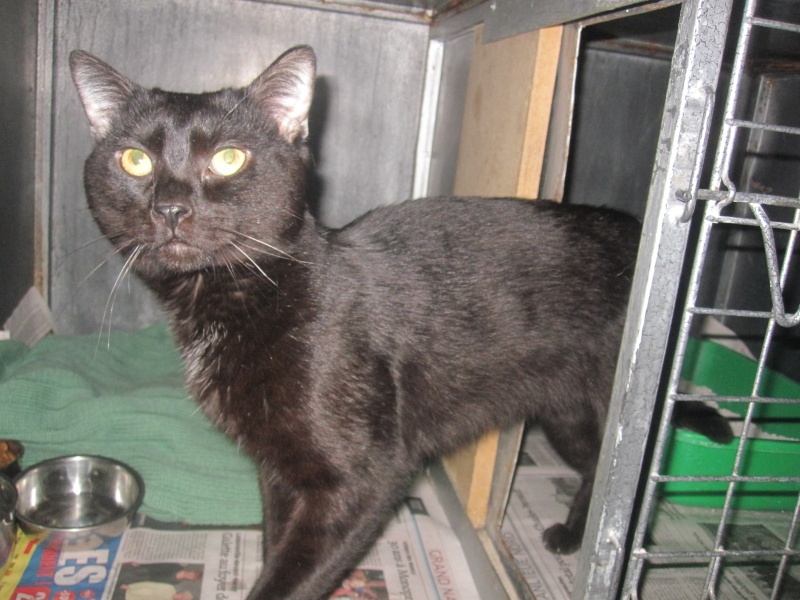 Tchoumpu, adorable chat noir né en 2012 - SLPA Amance Tchoum13
