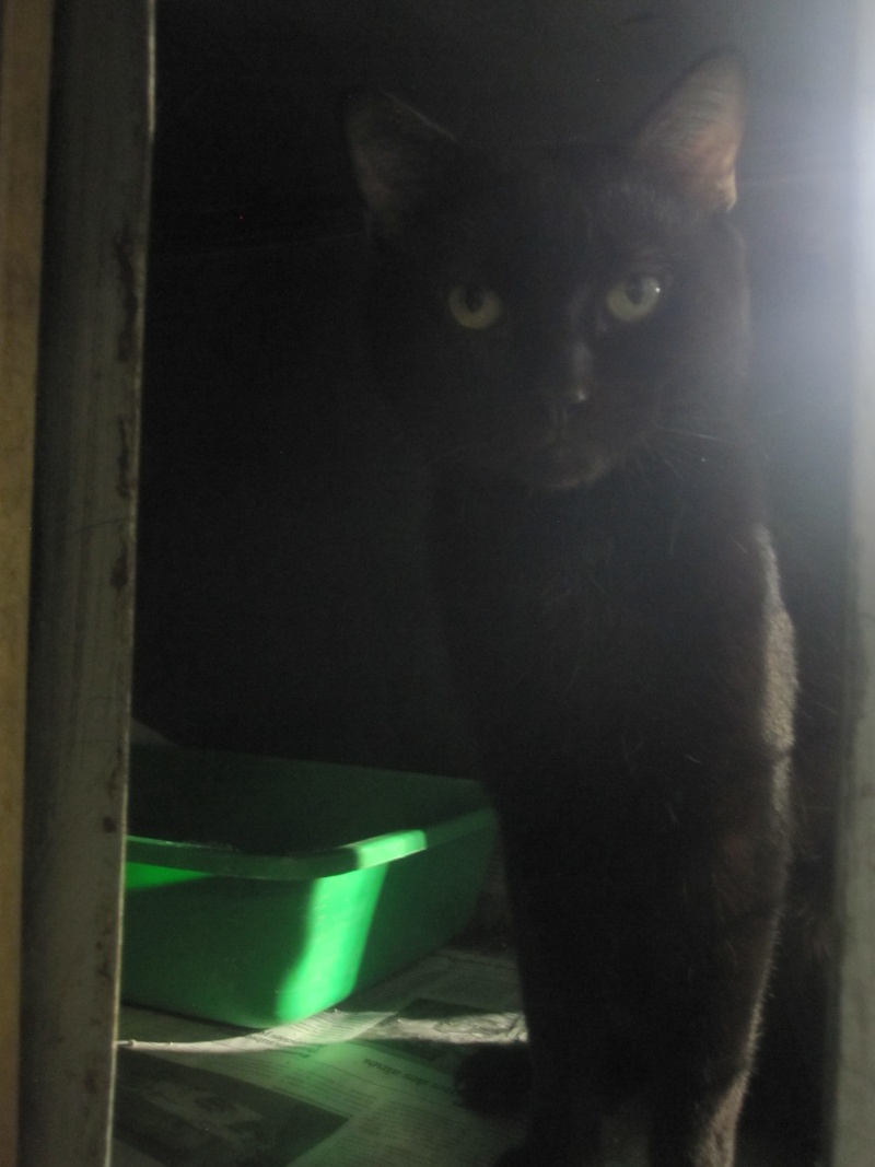 Tchoumpu, adorable chat noir né en 2012 - SLPA Amance Tchoum14
