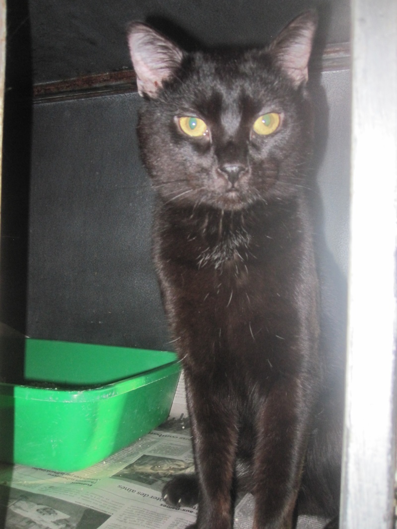 Tchoumpu, adorable chat noir né en 2012 - SLPA Amance Tchoum16