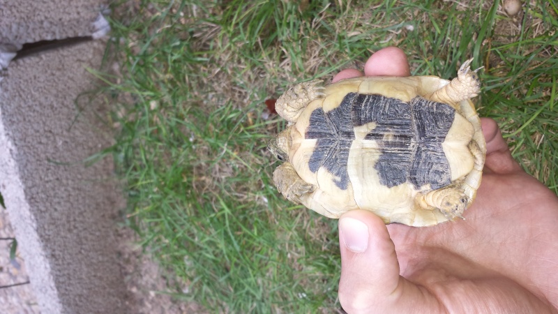 Tortue Tombée du Ciel  20150914