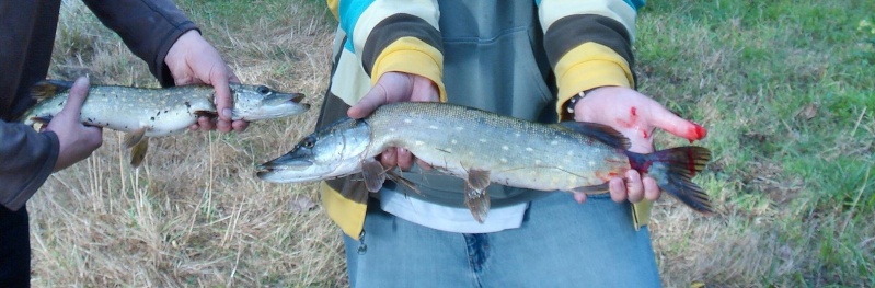 Polypterus ornatipinnis 15967410