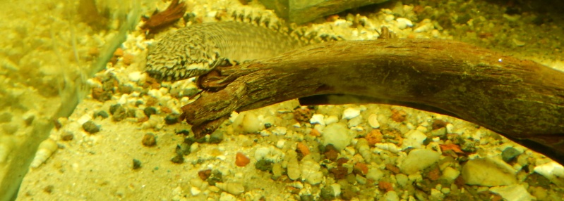 Polypterus ornatipinnis Dscn2414