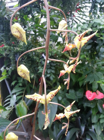 Orchidarium de Prangins (VD) 20150936
