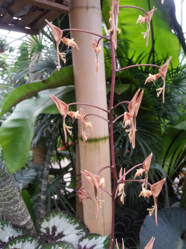 Orchidarium de Prangins (VD) 20150942