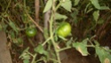 Tomateraie Tomate15
