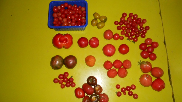 Tomateraie Tomate10