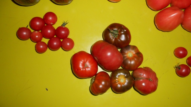 Tomateraie Tomate11