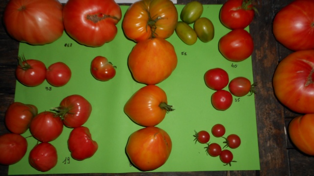 Tomateraie Tomate23