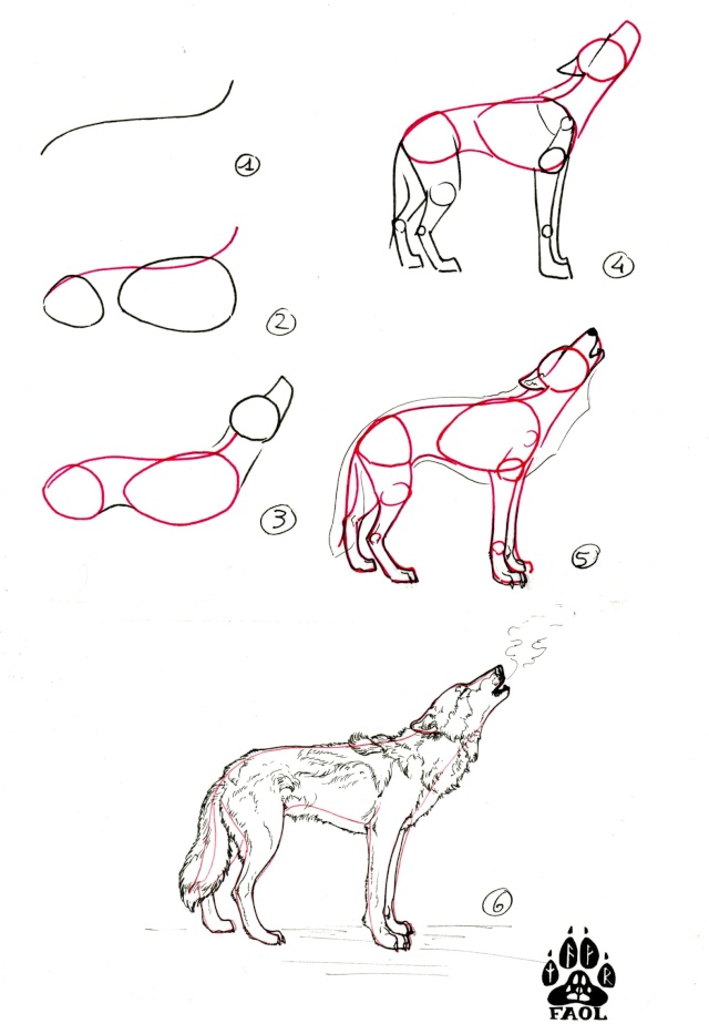 tuto : comment dessiner un loup ? (2) - Page 2 Loup_h11