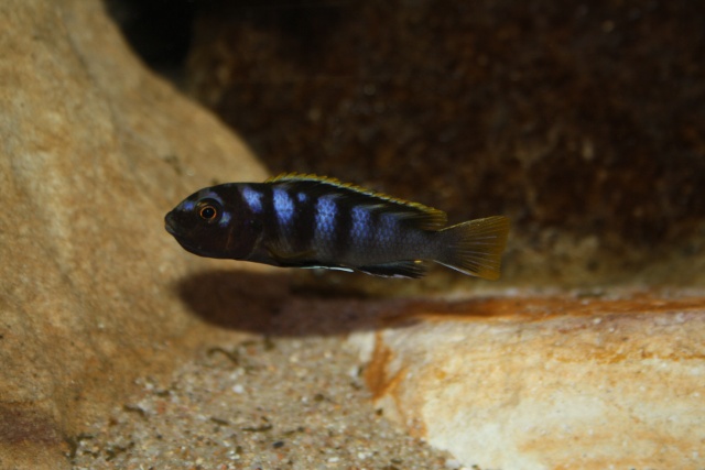 Labidochromis sp."mbamba" Img_7010