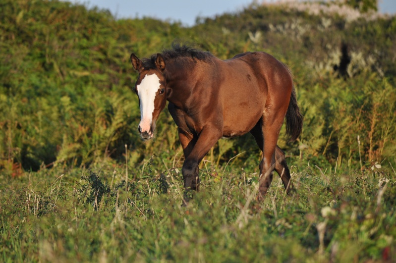 Falada de l'Astran  Falada14