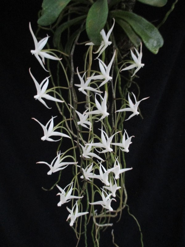 Aerangis brachycarpa Brachy10