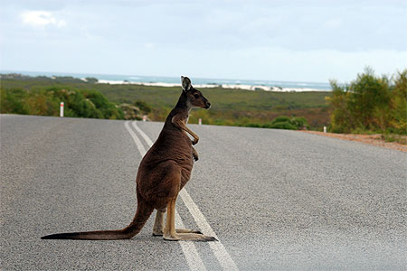 Bons Baisers d'Australie Pt133511