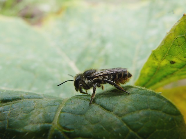 Petite abeille noire . P1290412
