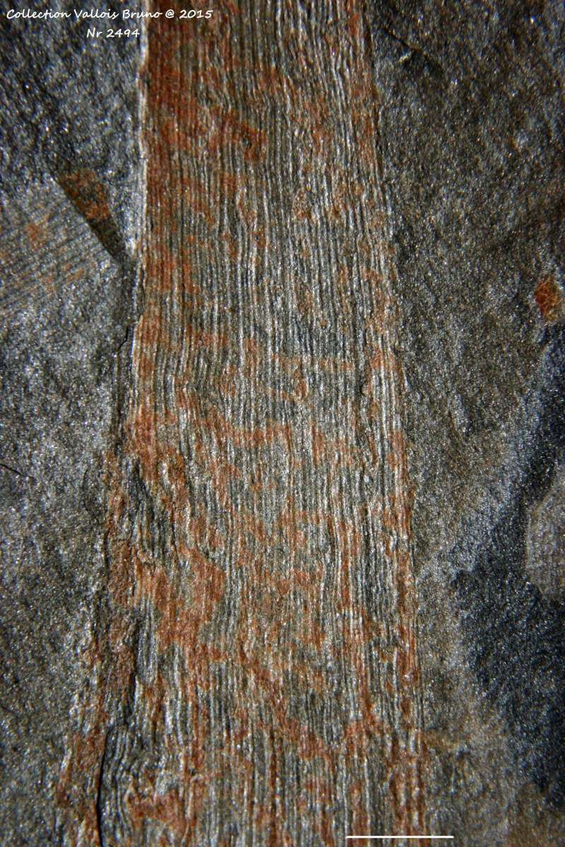 Cordaites Unger , 1850. - Page 2 Img_2916