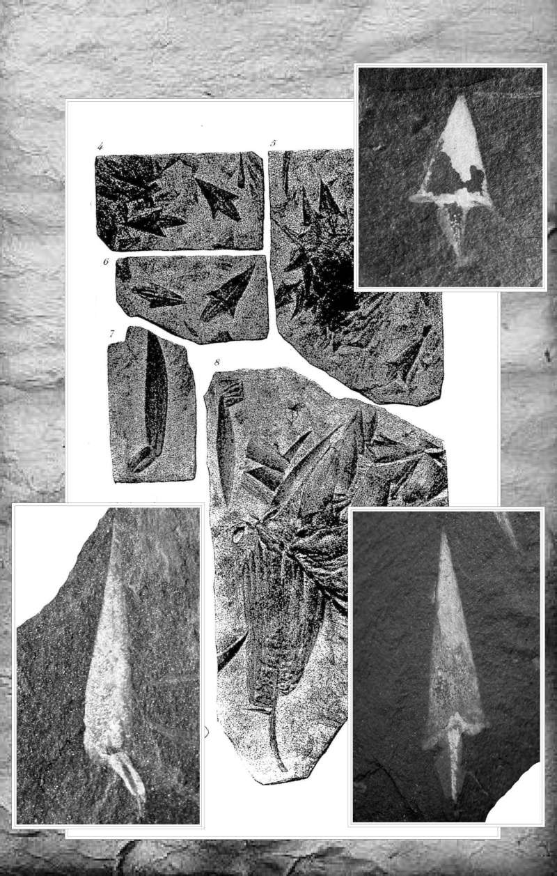 Lepidodendron Sternberg , 1820 . - Page 6 Lepido10