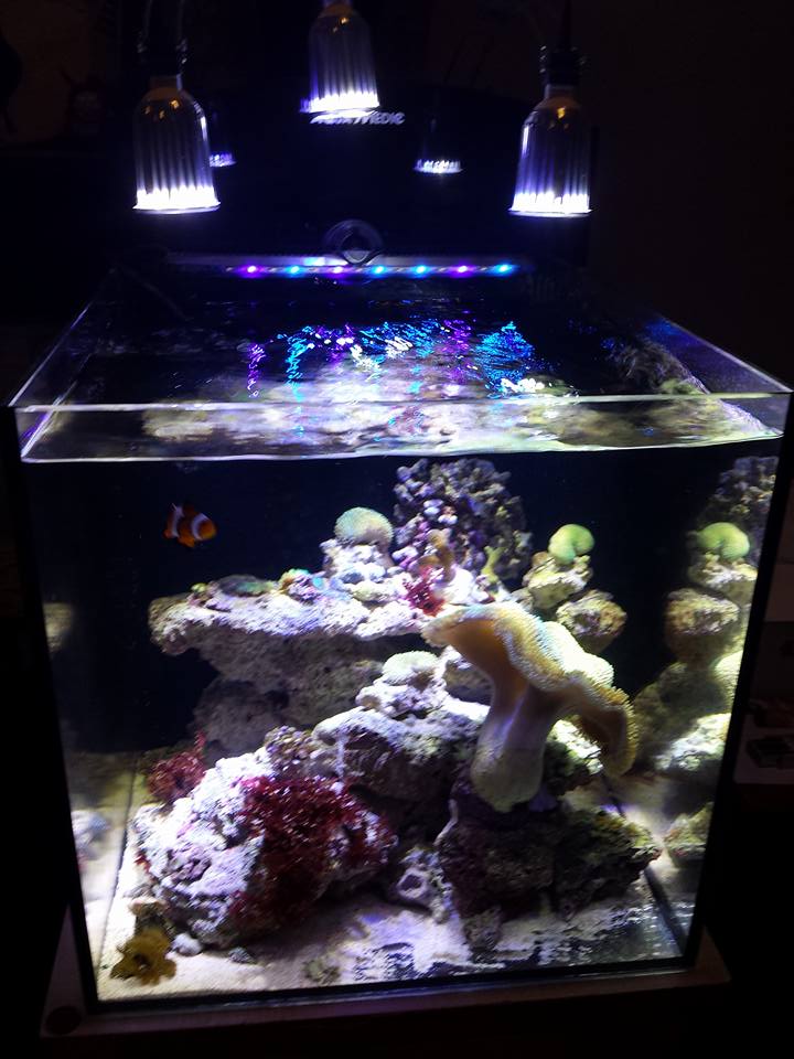 mon blenny  Aqua510