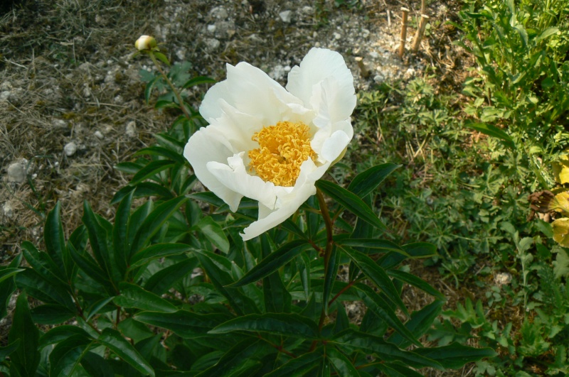 Paeonia, ou pivoines! - Page 11 P1020943