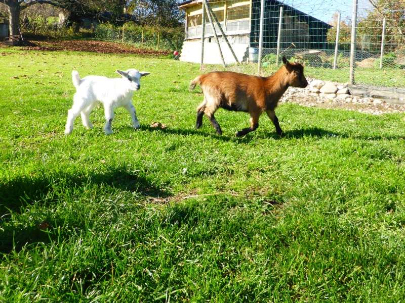 Praline, Daisy,Fripon, Clochette, Wendy et Maya - Page 5 P1180618