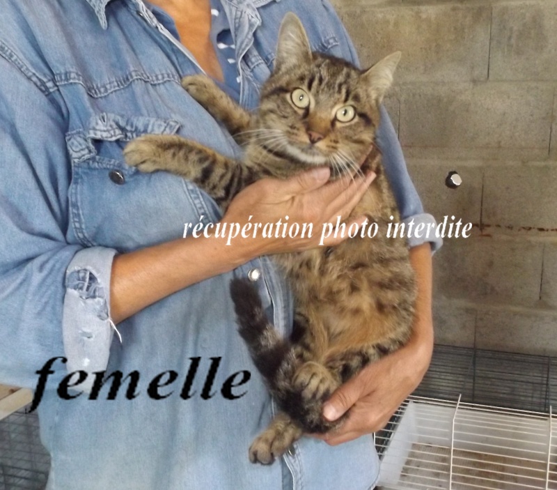 chatte européen 4/6 ans - Fourrière Sud 44 - Délai légal 08/09/2015 1ff10