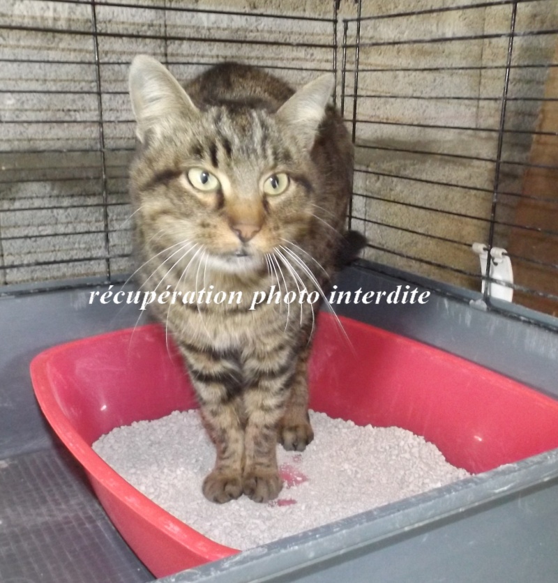 chatte européen 4/6 ans - Fourrière Sud 44 - Délai légal 08/09/2015 4f10