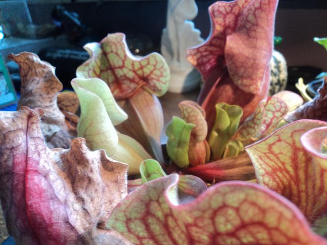 Sarracenia Pourpre Dsc00711