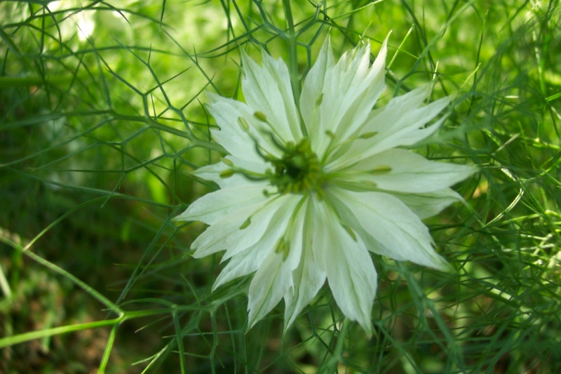 Nigella arvensis Photo_11