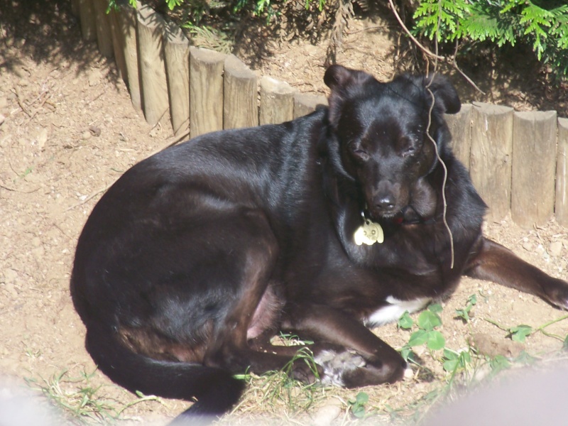 June - croisée pinscher - Page 12 100_5212