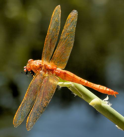    اليعسوب  Dragonfly       Dragon10