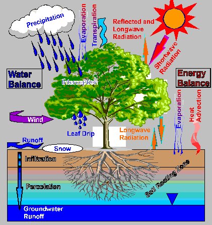 طريقة حساب الاحتياجات المائية لأشجار الفاكهة Lspm10