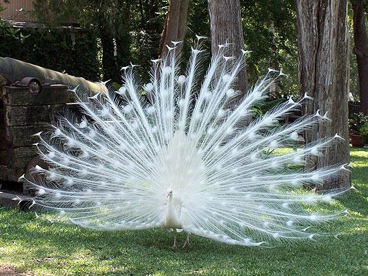 awesome  looks like a snowflake..  albino peacock, Image057