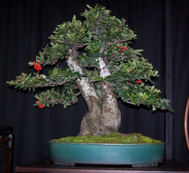 Carolina Bonsai Expo @ NC Arboretum Pyraca10