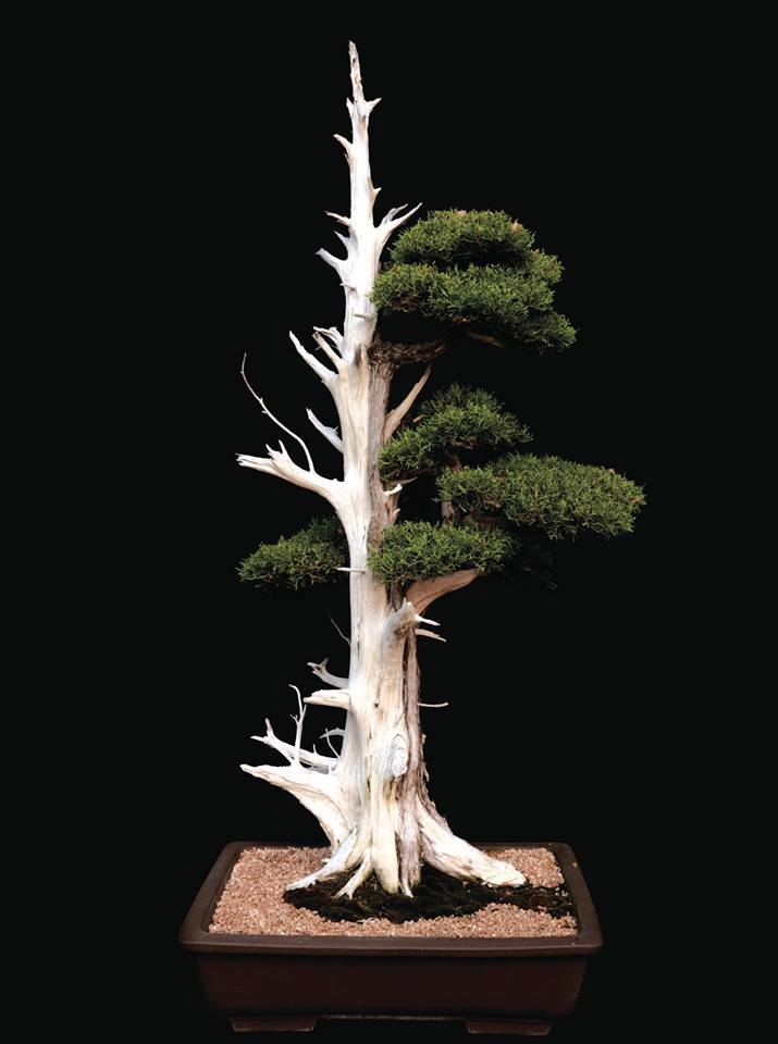 American Bonsai at the NC Arboretum - Page 25 11148310