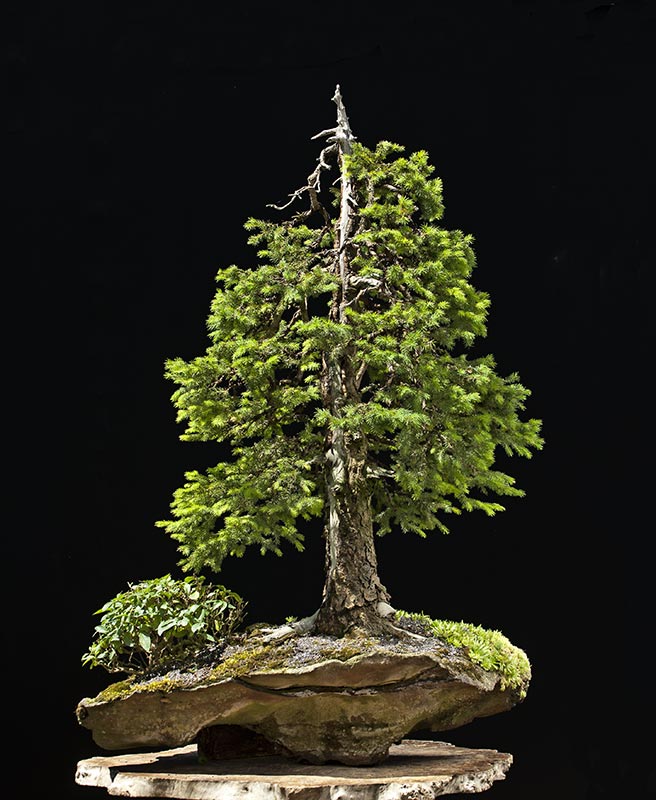 American Bonsai at the NC Arboretum - Page 26 126