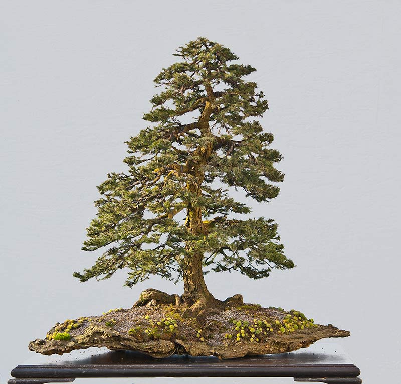 American Bonsai at the NC Arboretum - Page 26 129