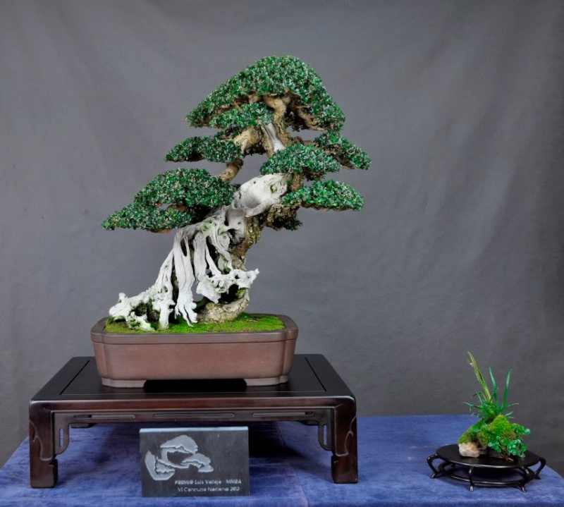 American Bonsai at the NC Arboretum - Page 25 54311010
